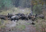 ALLARME FAUNA SELVATICA