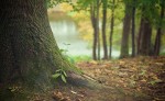 GIORNATA FORESTE